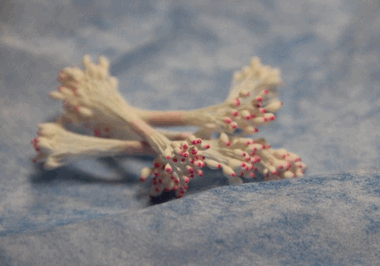 Белые тычинки с розовыми кончиками ― Hobby-Land