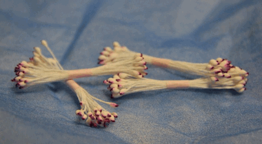 Белые тычинки с сиреневыми кончиками ― Hobby-Land