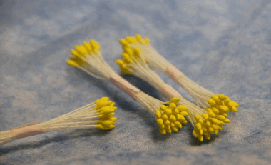 Остроконечные желтые  тычинки ― Hobby-Land