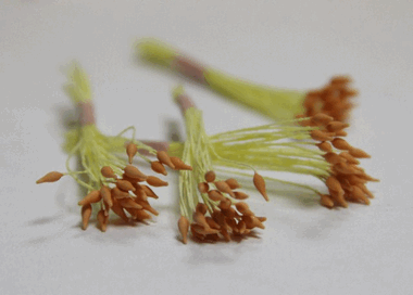 Светло-оранжевые тычинки ― Hobby-Land