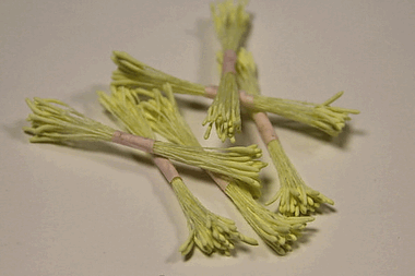 Мелкие длинные светло-желтые тычинки ― Hobby-Land