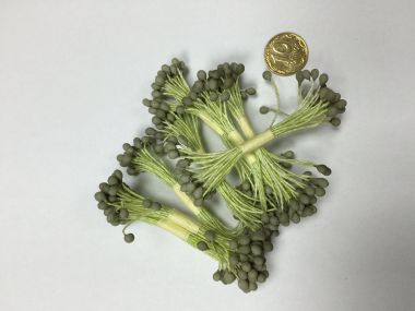 Тычинки круглые "хаки" на салатовой нитке ― Hobby-Land
